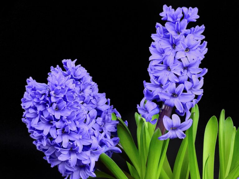 hyacinth-2202861_1280